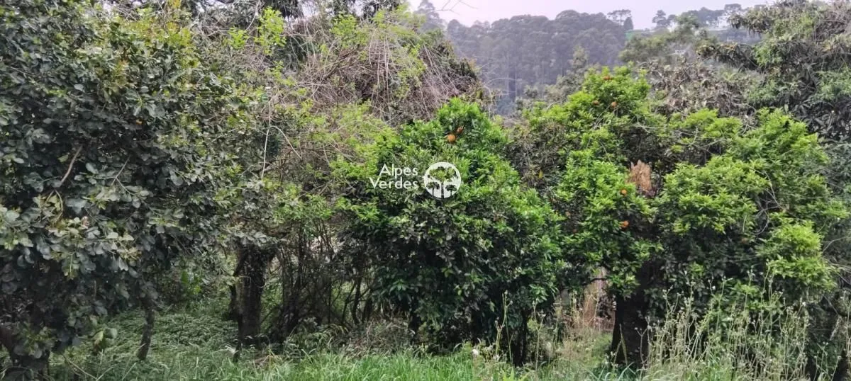 Imagem VENDE-SE TERRENO NA CIDADE DE CANELA, PRÓXIMO AO ALPEN PARK.