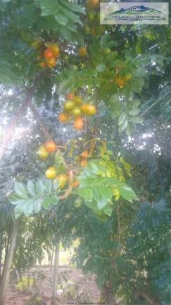 Imagem Sitio em Bragança Paulista