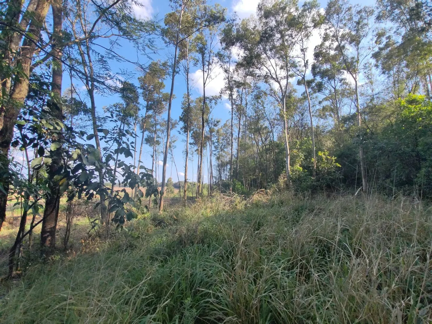 Imagem Chácara com 25.945 m² à venda em São Miguel do Iguaçu