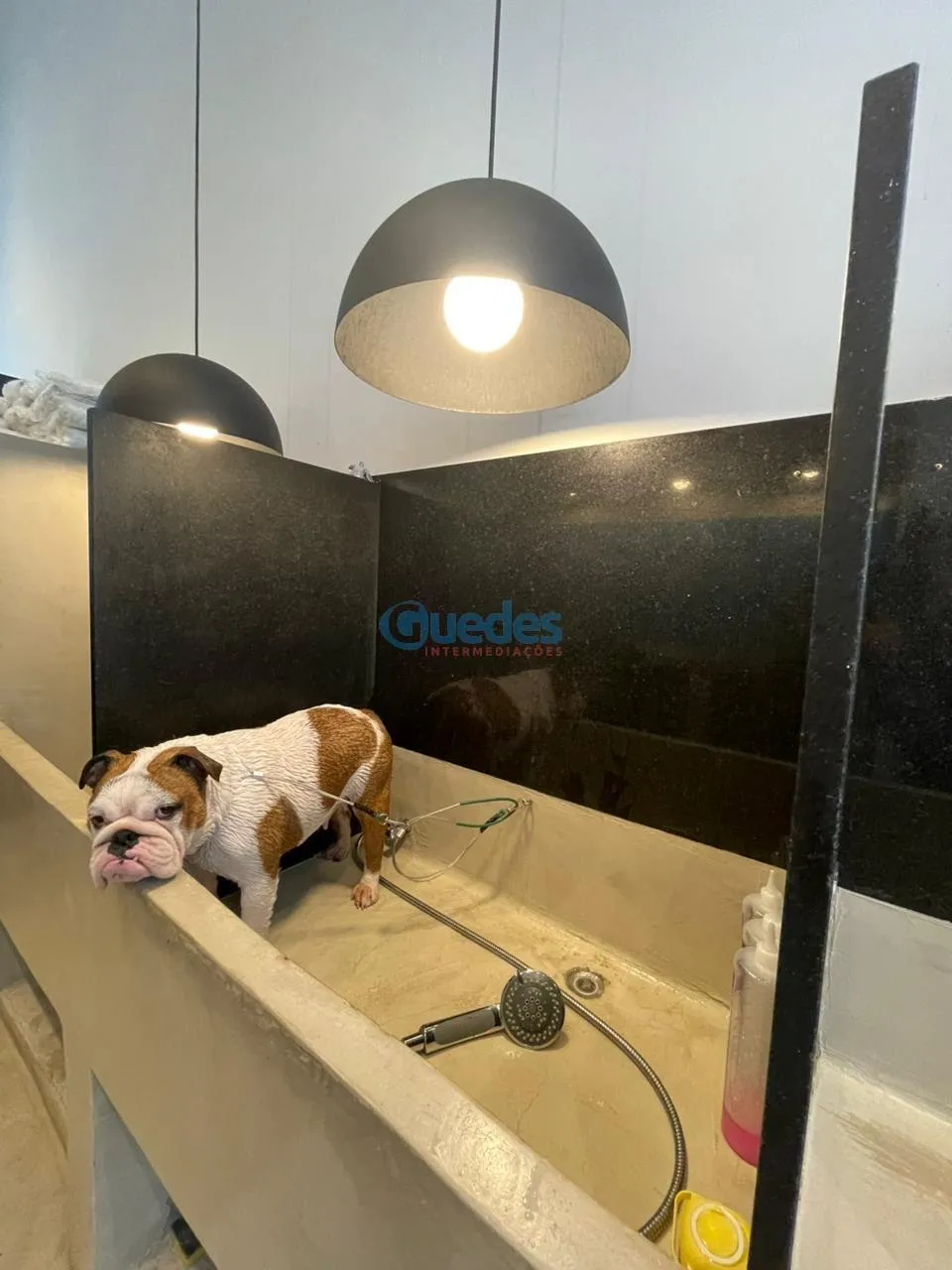 Imagem Pet Shop à venda na Chácara Santo Antônio - São Paulo R$ 310.000