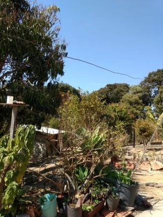 Imagem CHACARA RURAL em CALDAS - MG, LARANJEIRA