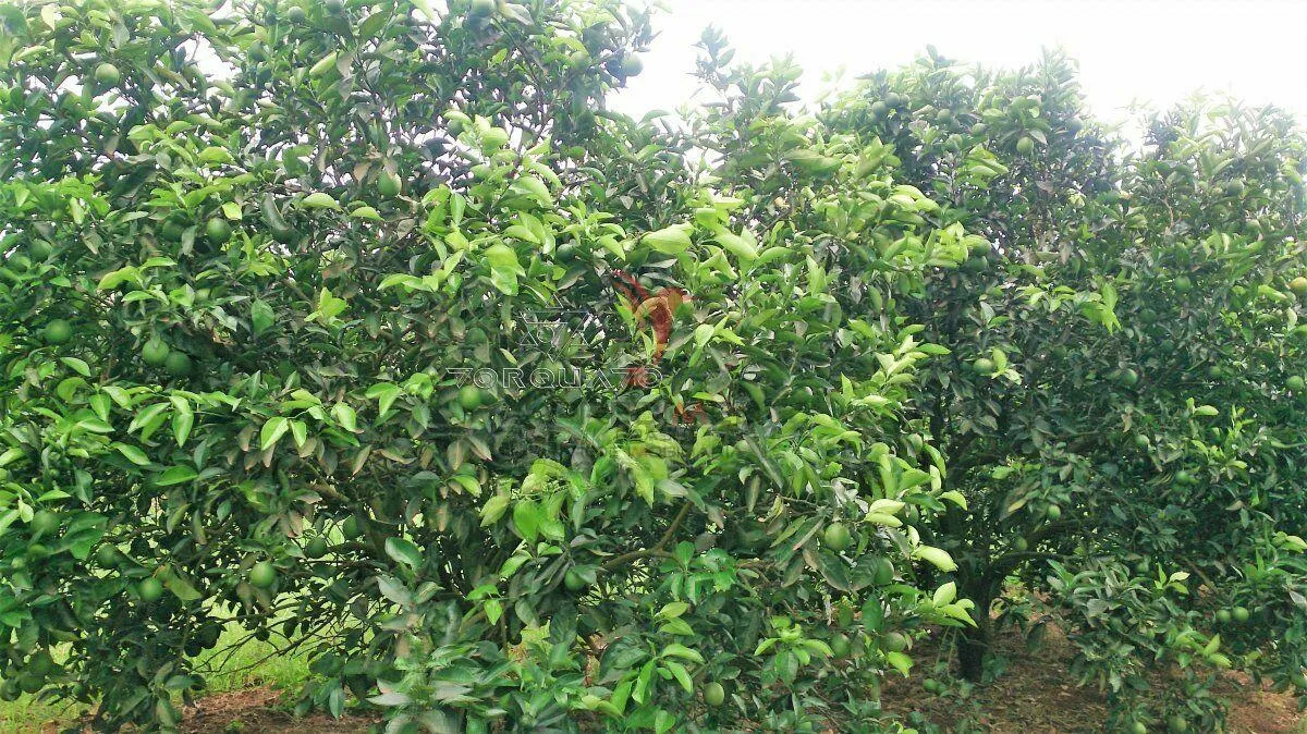 Imagem Área Rural em Conchal: Você Pode Morar no Interior com Muito Conforto!