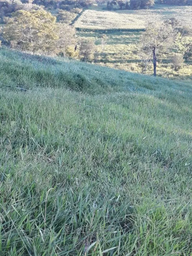 Imagem FAZENDA À VENDA - LUZ (MG) 60 hectares de área total,