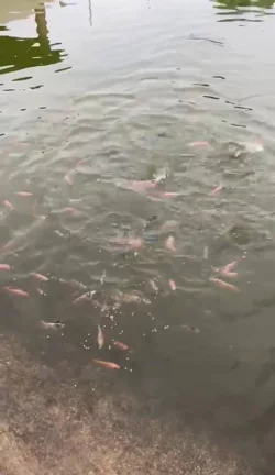 Imagem CHÁCARA JARDIM CANANÉIA COM LAGO