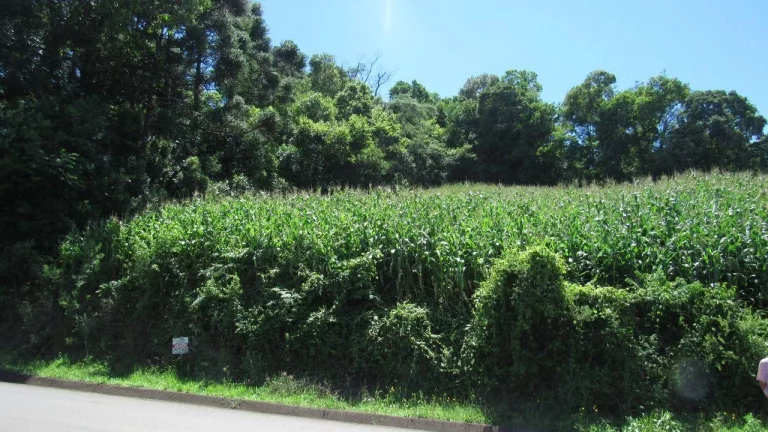 Foto do imóvel Terreno para Venda em Concórdia, Primavera em Sc-283 Rodovia Caetano Chiuchetta