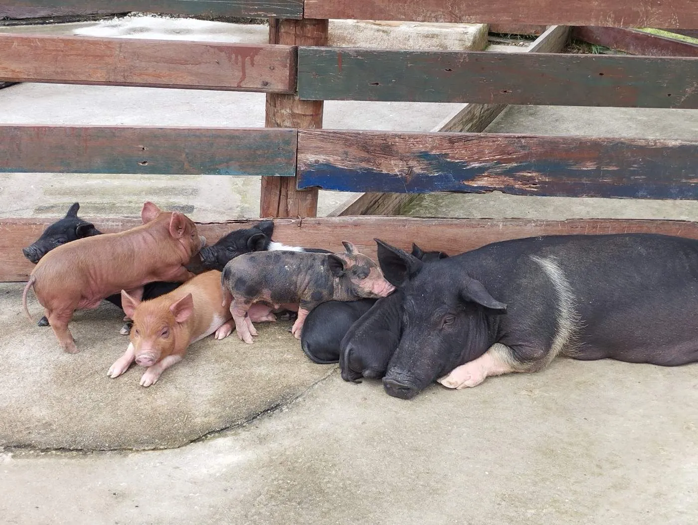 Imagem Terreno em Condomínio para Venda em Teresópolis / RJ no bairro Fazenda Alpina