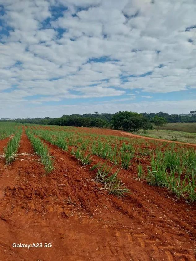 Imagem Vendo excelente fazenda em Lagoa da Prata/MG 376 hectares de terra