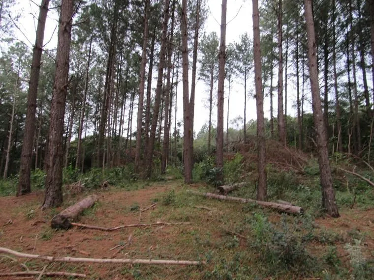 Imagem Área 53851,44 m² no Beco da Paixão Bairro Lomba do Pinheiro