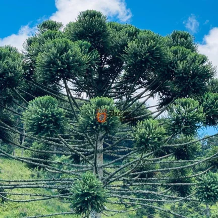 Imagem Área à venda, 13 alqueires paulista por R$ 5.300.000 - São Mateus - Camanducaia/MG