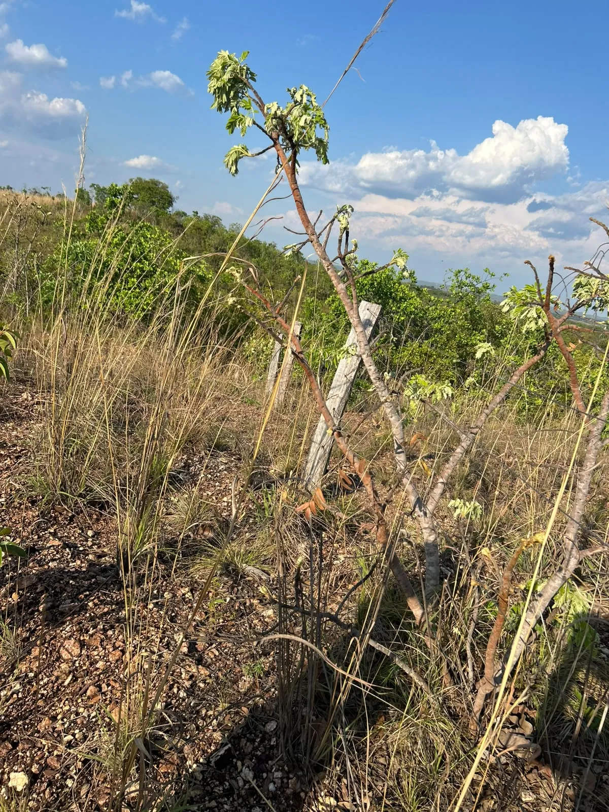 Imagem Terreno na estrada do manso