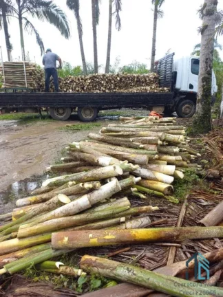 Imagem Chácara/Sítio, propriedade produtiva, 30 hectares com plantação de palmito pupunha, em Guaratuba PR
