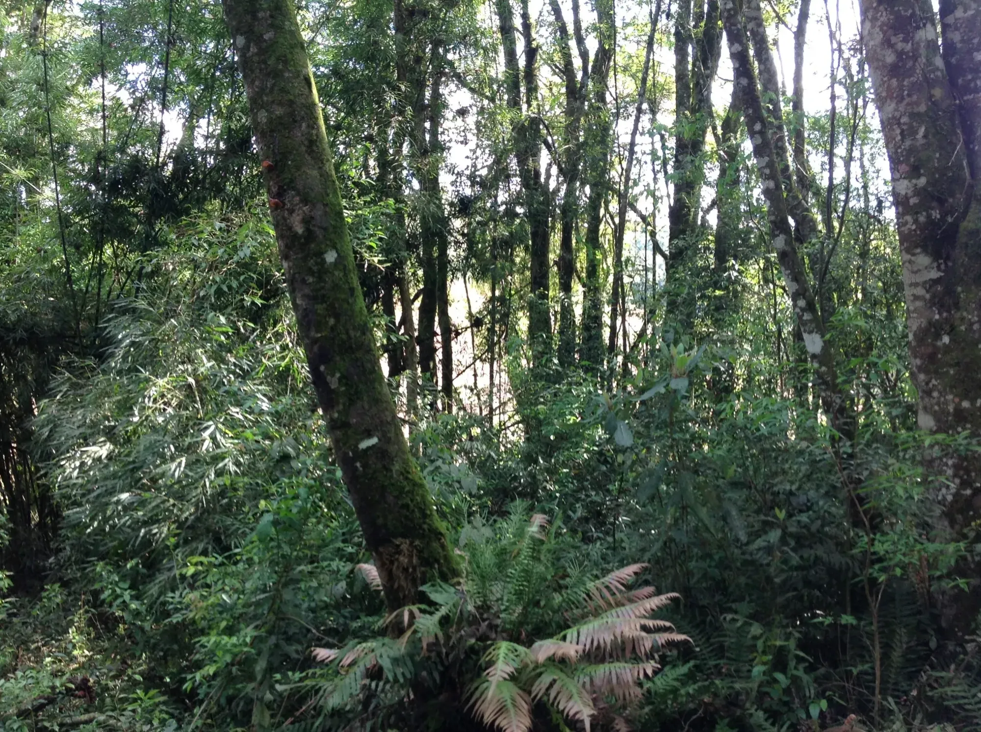 Imagem Terreno em Condomínio à Venda, 3.437 m² em Vila David Antônio - Campo Largo