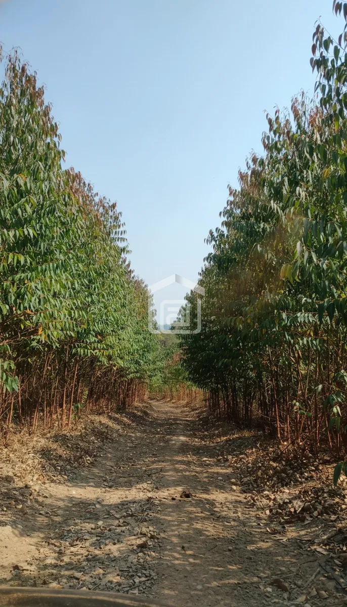 Imagem Sítio 24 m² à venda em Pocinhos do Rio Verde, Caldas