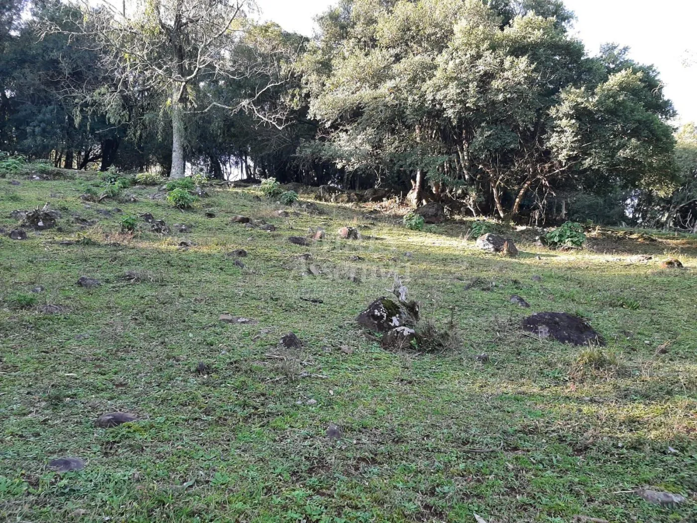 Imagem Área de 10 hectares para venda em São Francisco de Paula