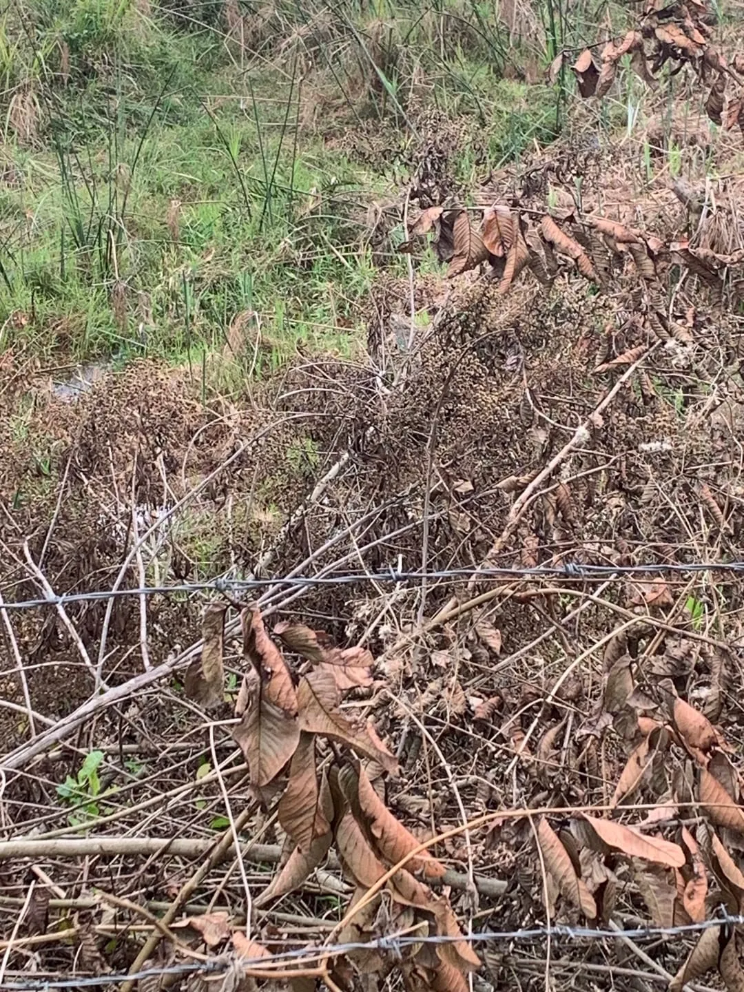 Imagem Terreno à venda 30000M², Mandú, Pindamonhangaba - SP