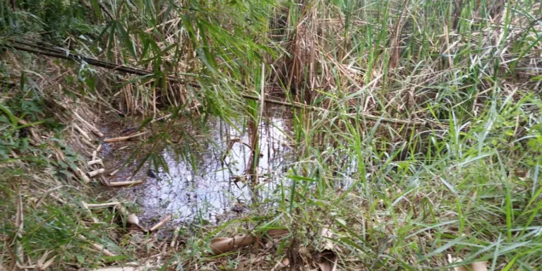 Imagem Chácara com 1 Quarto à Venda, 2.600 m² em Centro - Santa Isabel