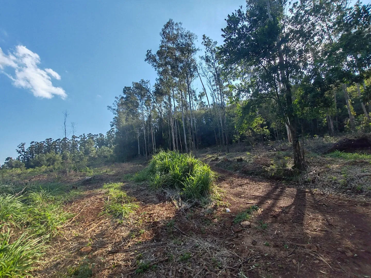 Imagem Chácara com 25.945 m² à venda em São Miguel do Iguaçu