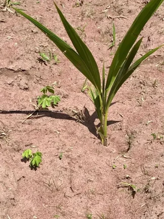 Imagem Granja para Venda em São Gonçalo do Amarante, Jardins, 3 dormitórios, 2 suítes, 4 banheiros, 6 vagas