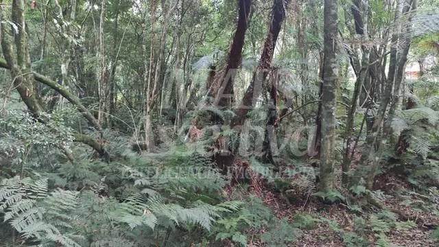 Imagem Terreno para venda loteamento colinas, são francisco de paula - 600m²
