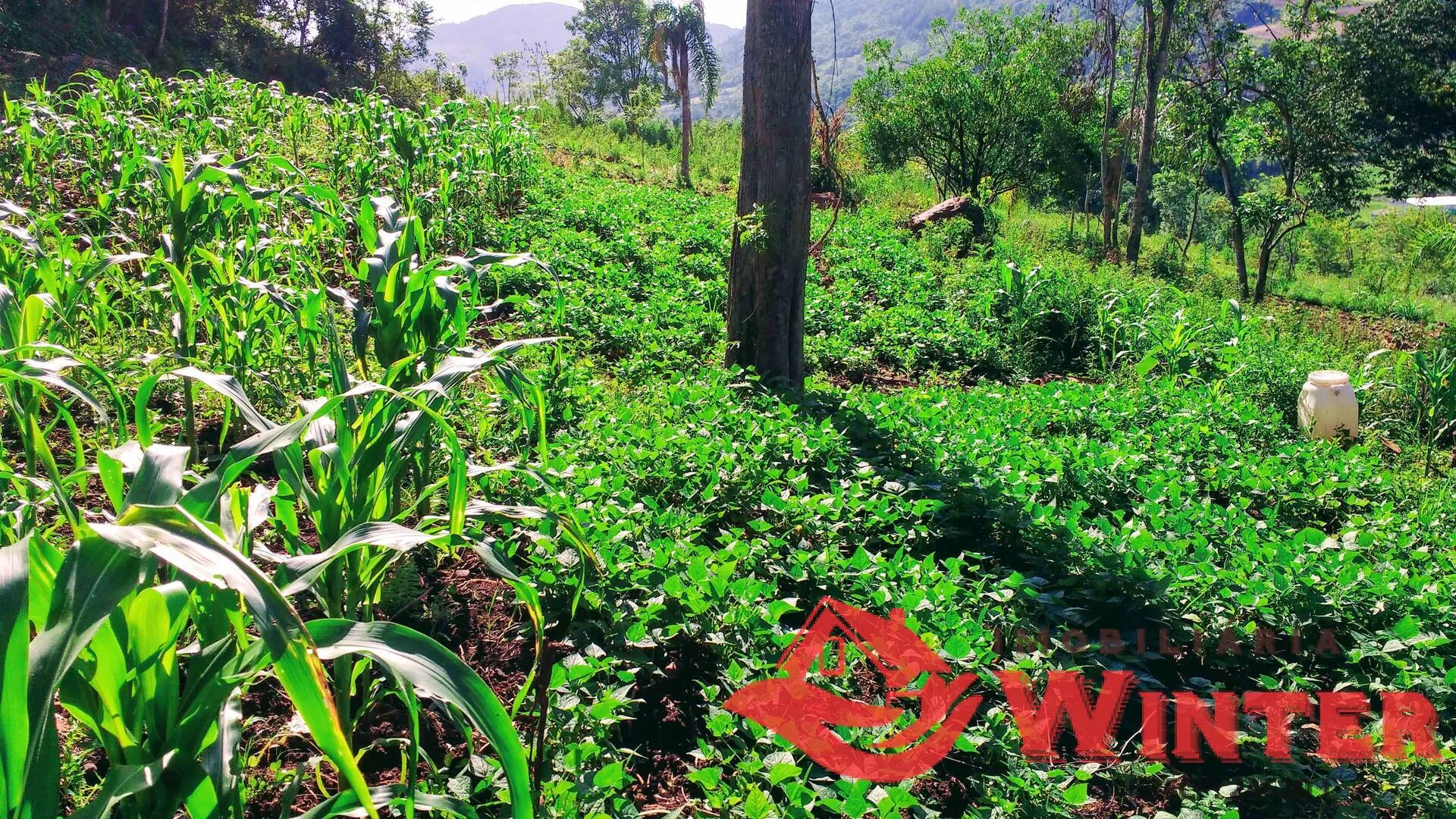 Imagem Área de terras de 35.000,00m² bairro São Roque, Feliz.
