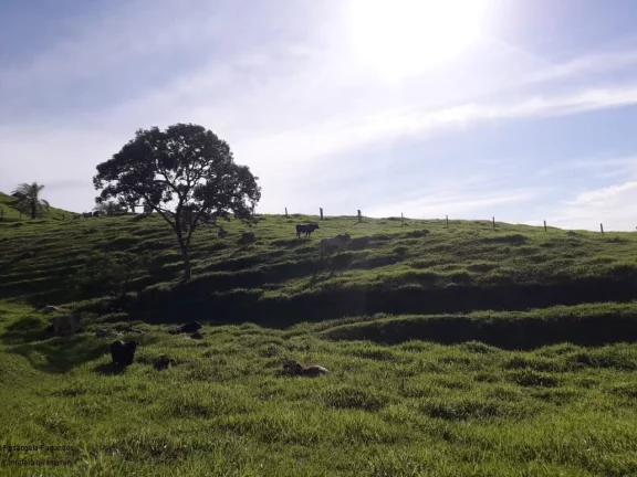 Imagem FAZENDA RURAL em SÃO JOÃO DA BOA VISTA - SP, CENTRO