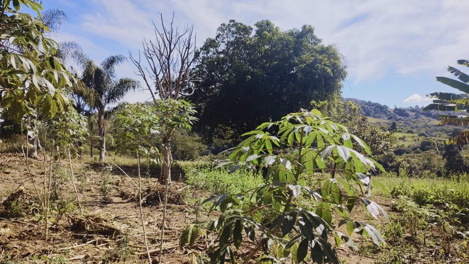 Imagem Excelente Terreno à Venda em Desterro de Entre Rios: 15 Hectares Totalmente Plano