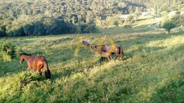Imagem Fazenda em Joanópolis