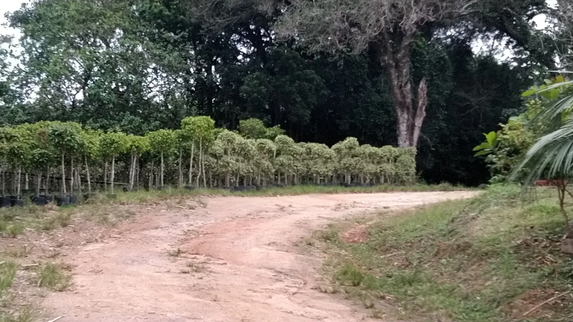 Imagem Sítio à venda com , 26.000m² em Tijuquinhas (Guaporanga) Biguaçu