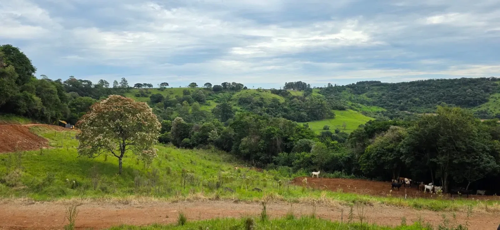 Imagem Chácara à Venda, 20.725 m² em Santa Tereza do Oeste - Santa Tereza do Oeste