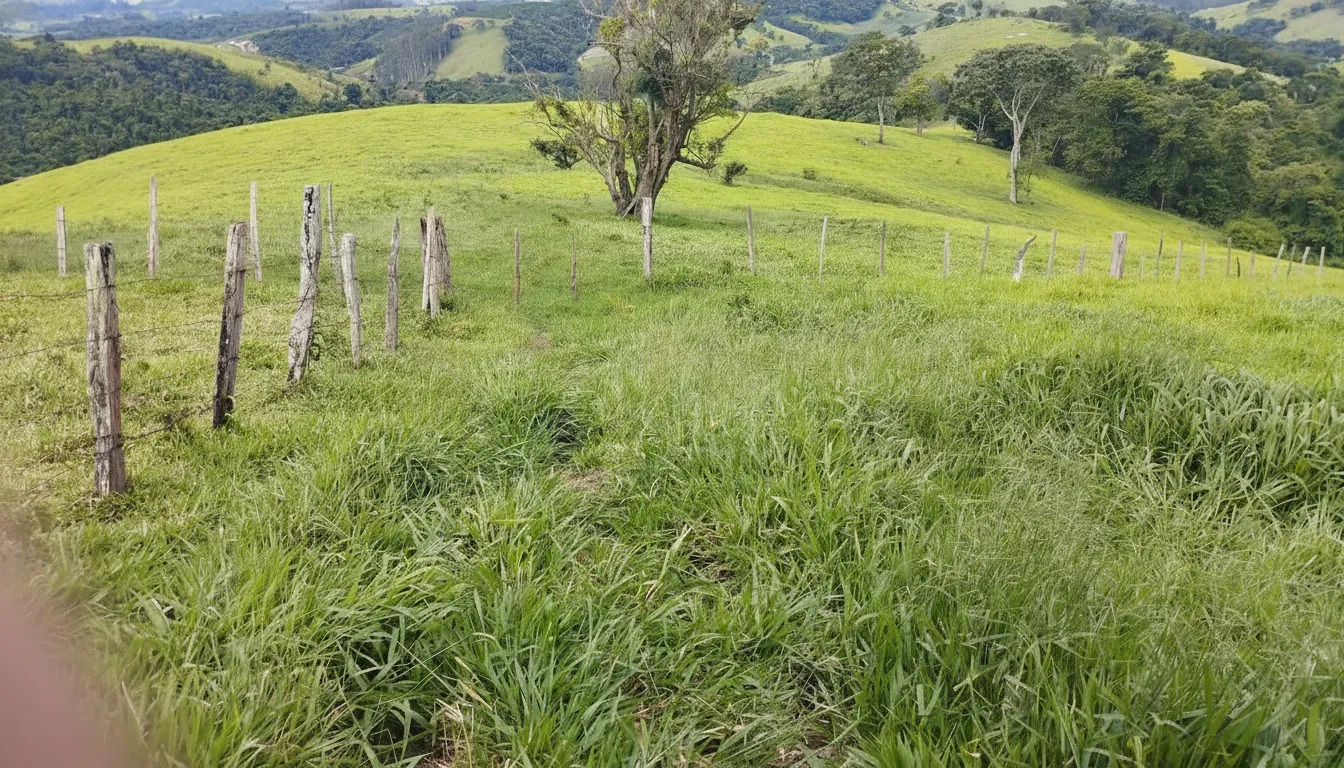 Imagem Sítio 79,88 ha à venda em Rio Pardo, Caldas