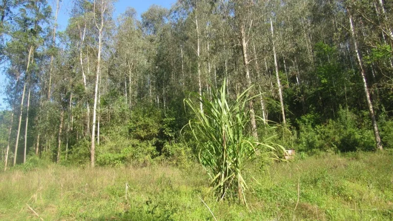 Imagem Terreno para Venda em Arabuta, Interior