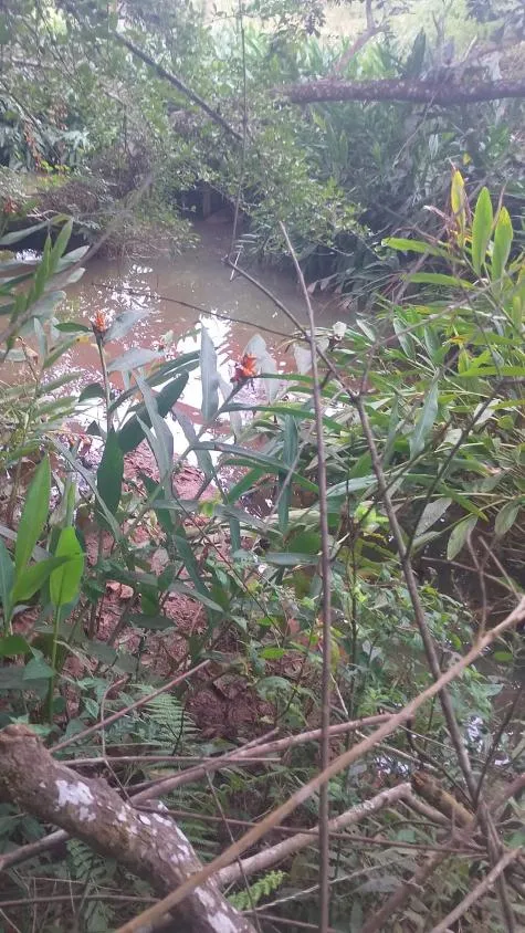 Imagem VENDO FAZENDINHA NA REGIÃO DE Brumadinho / MG Área total de 14 hectares
