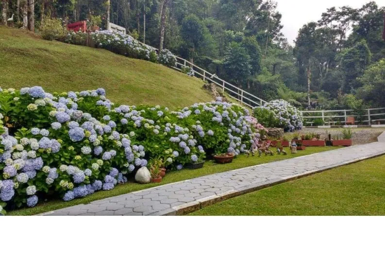 Imagem Casa à venda 3 Quartos, 1 Suite, 3 Vagas, 1265M², Zona Rural, Monteiro Lobato - SP