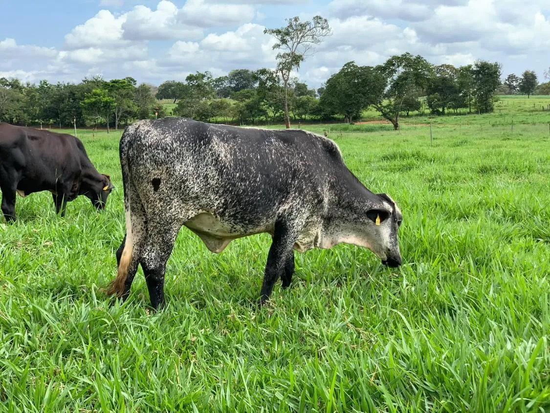 Imagem FAZENDA À VENDA EM FELIXLÂNDIA/MG | 105 HECTARES