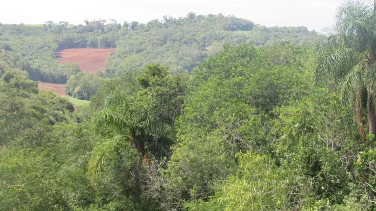 Imagem Área Agrícola para Venda em Concórdia, Rural