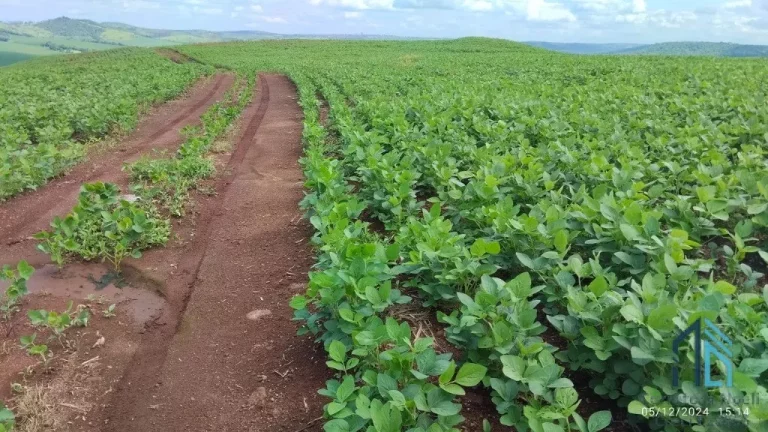 Imagem Fazenda com 57 alqueires (plantando 46) Solo roxo alta fertilidade, Engenheiro Beltrão PR