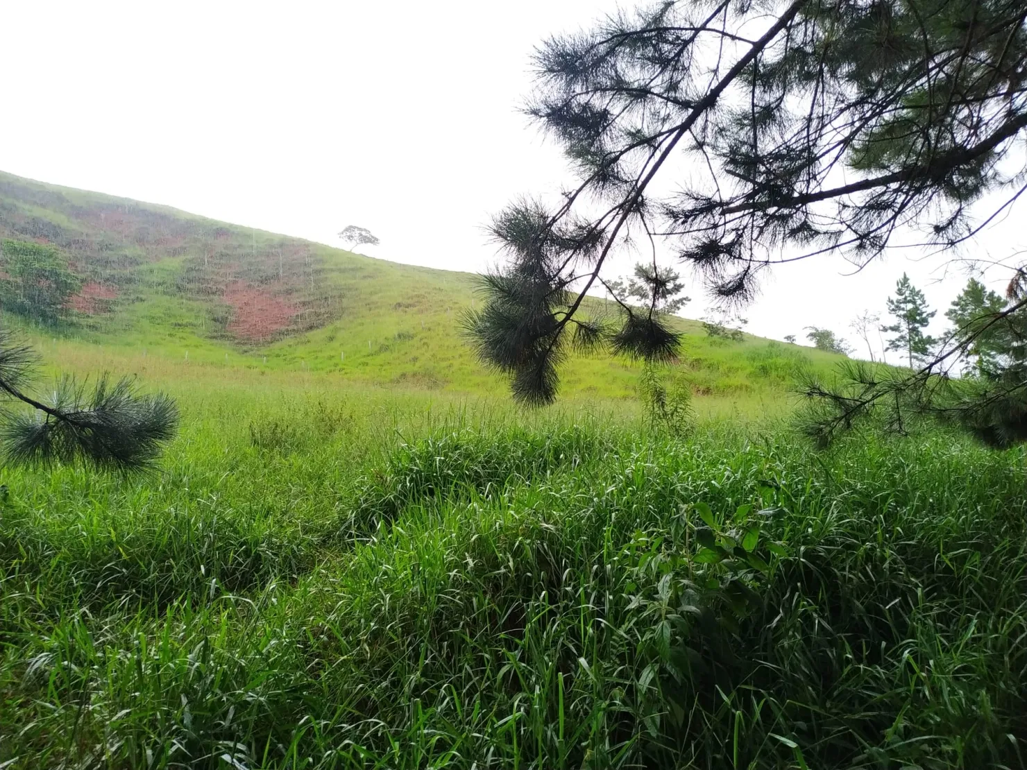 Imagem Chácara à venda 30000M², Zona Rural, Silveiras - SP