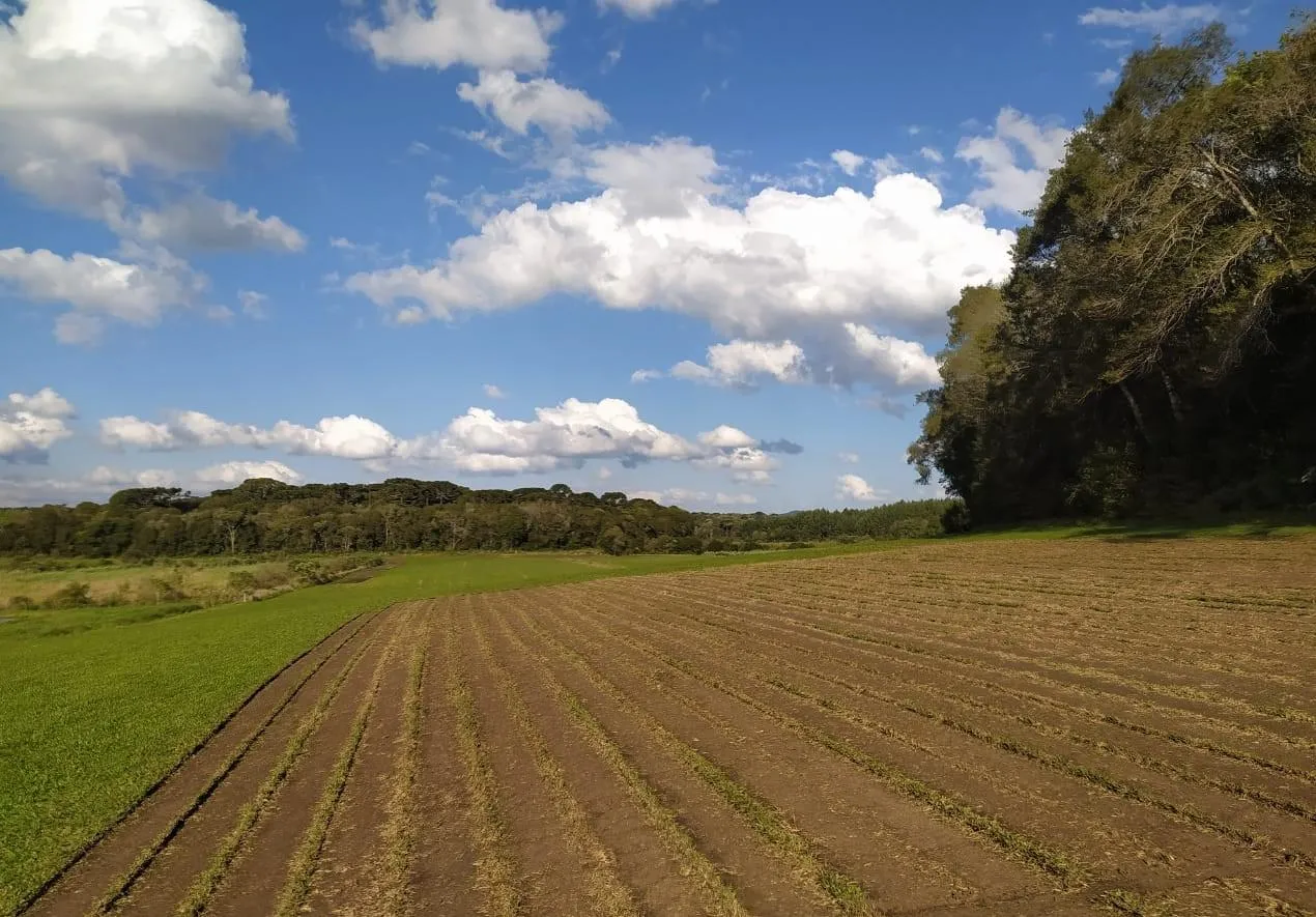 Imagem Terreno para Venda em São José dos Pinhais, Campo Largo da Roseira