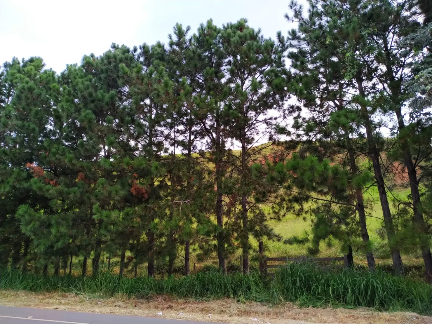 Imagem Chácara à venda 30000M², Zona Rural, Silveiras - SP
