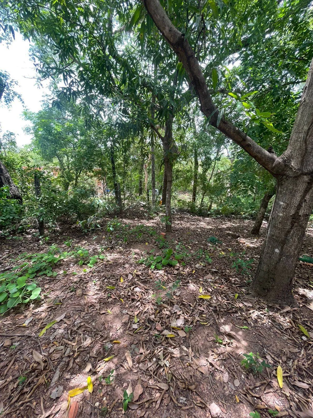 Imagem Casa 3 quartos, 1 suíte, área rural em Cuiabá - MT