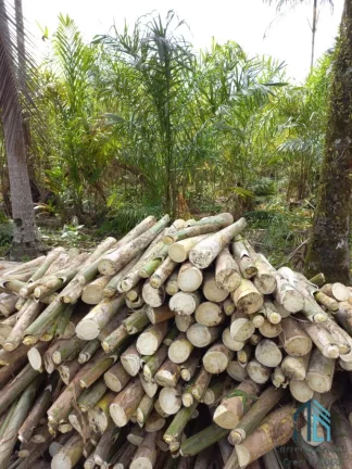 Imagem Chácara/Sítio, propriedade produtiva, 30 hectares com plantação de palmito pupunha, em Guaratuba PR
