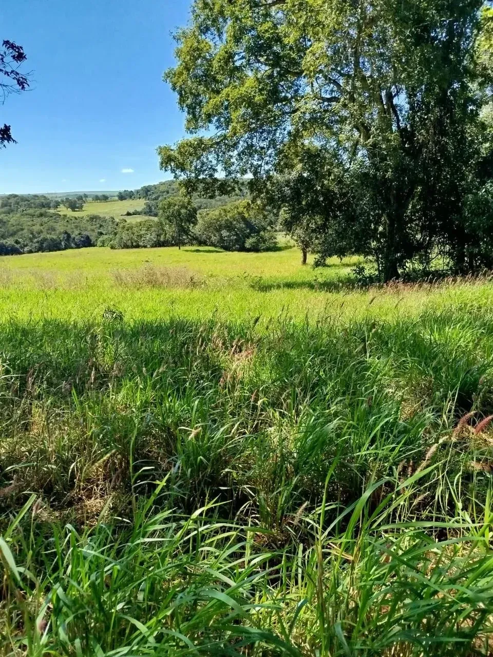 Imagem Fazenda à Venda, 28 Alq. GO em Área Rural de Itumbiara - Itumbiara