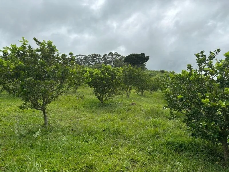 Imagem Vende-se Maravilhoso Sítio em Entre Rios de Minas - com 10 hectares de terra