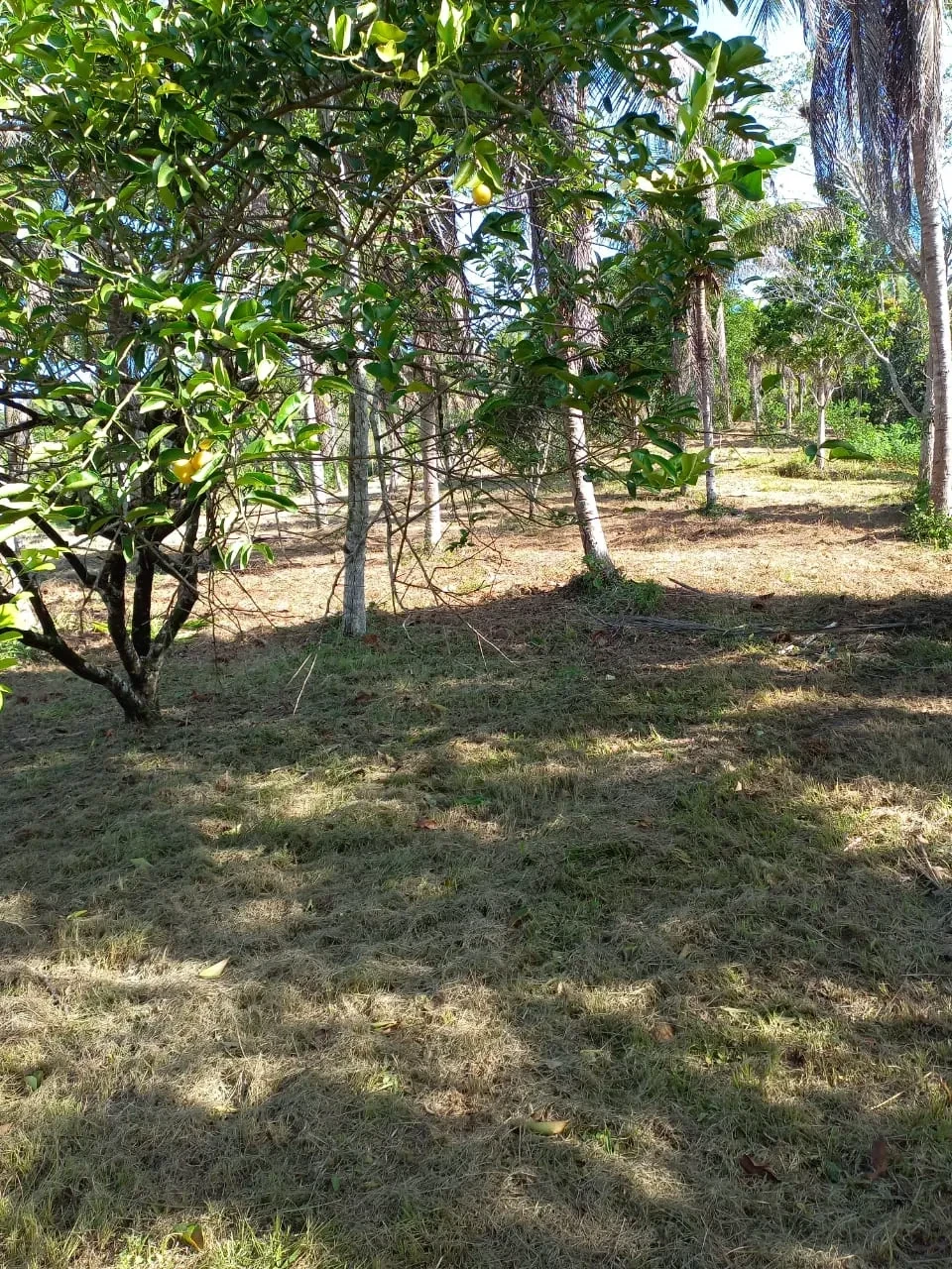Imagem Fazenda à Venda, 18 HA em Jaguaripe - Jaguaripe