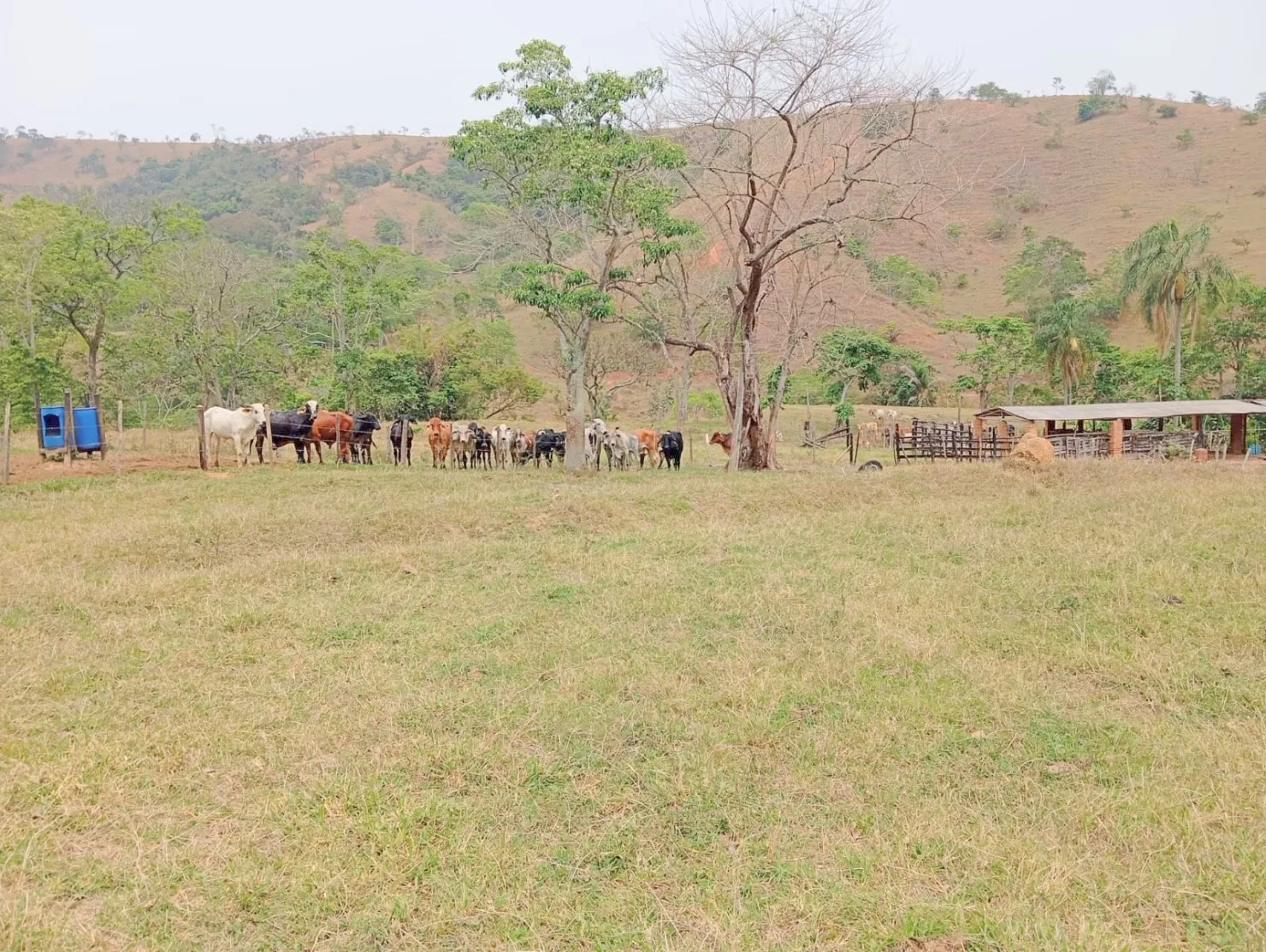 Imagem Fazenda proxima a Dutra paraa venda, , Roseira Velha, SP
