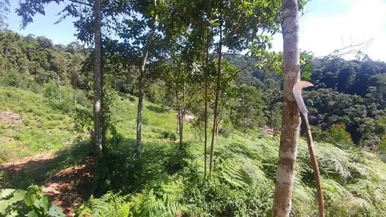Imagem PROPRIEDADE COM.15.000M2 EM DEBOSSAM PRONTO PARA FAZER LOTEAMENTO