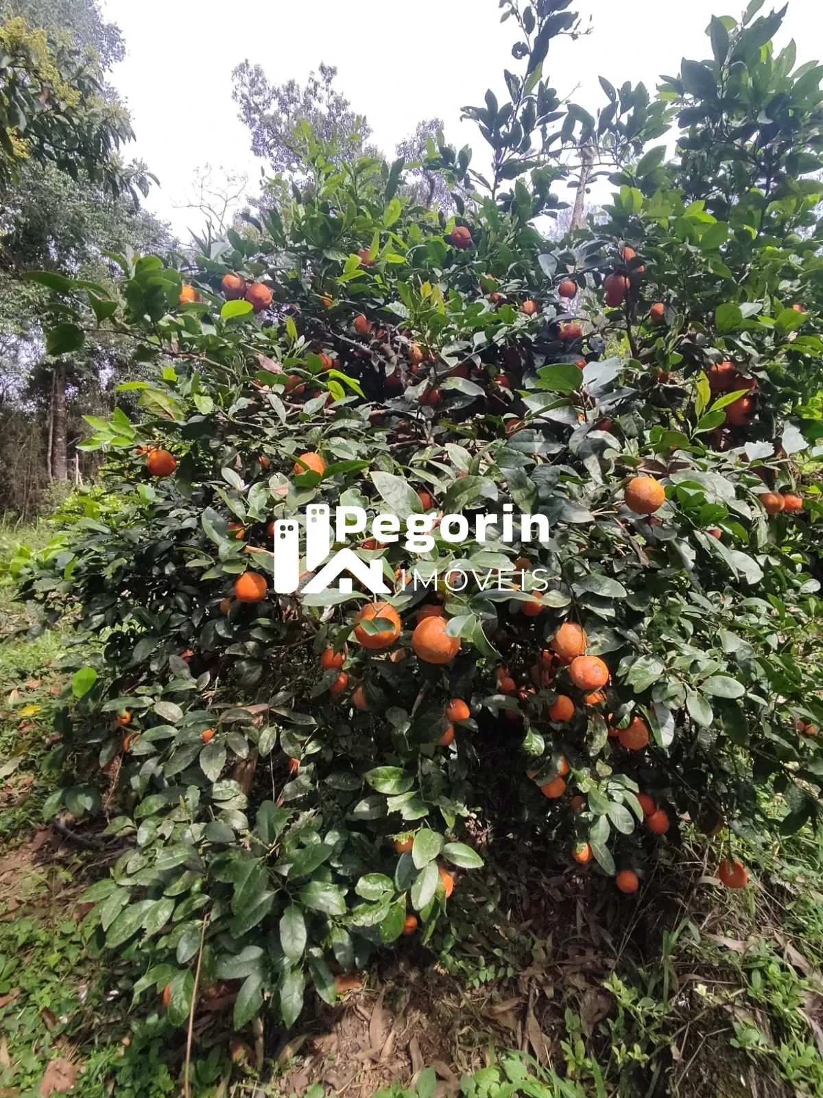 Imagem CHÁCARA EM CAMPO MAGRO 51.000M²