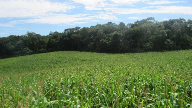 Imagem Área Agrícola para Venda em Concórdia, Rural