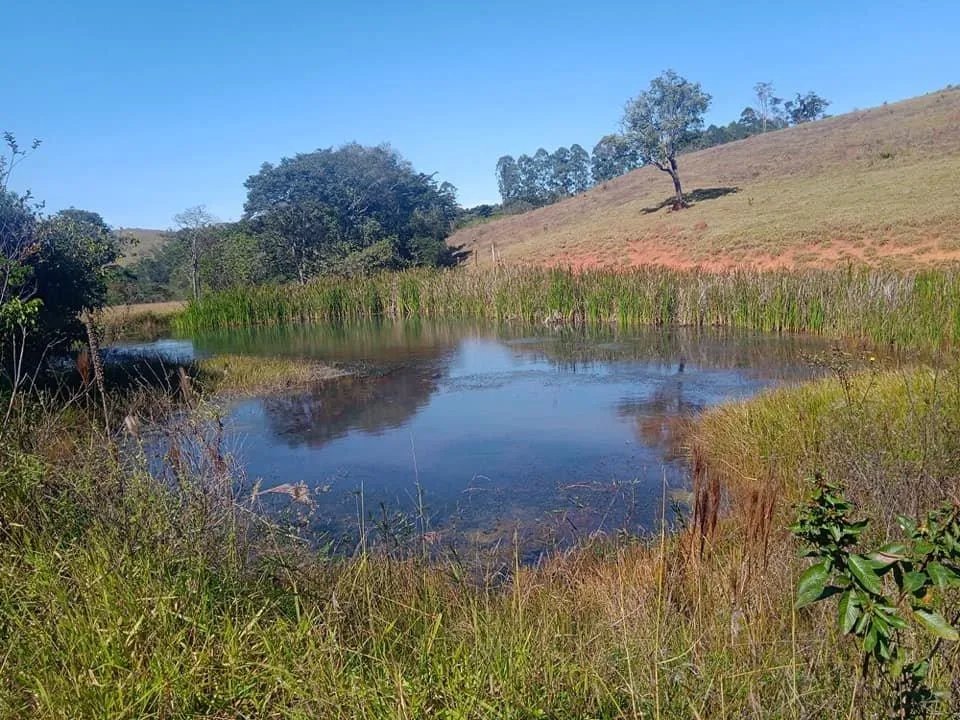 Imagem Venda de Fazenda em Crucilândia 48 hectares de terra