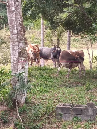 Imagem Sítio a venda em Jacupiranga, estrada do Padre André, interior de São Paulo. O Sítio mede 7, 2 h...